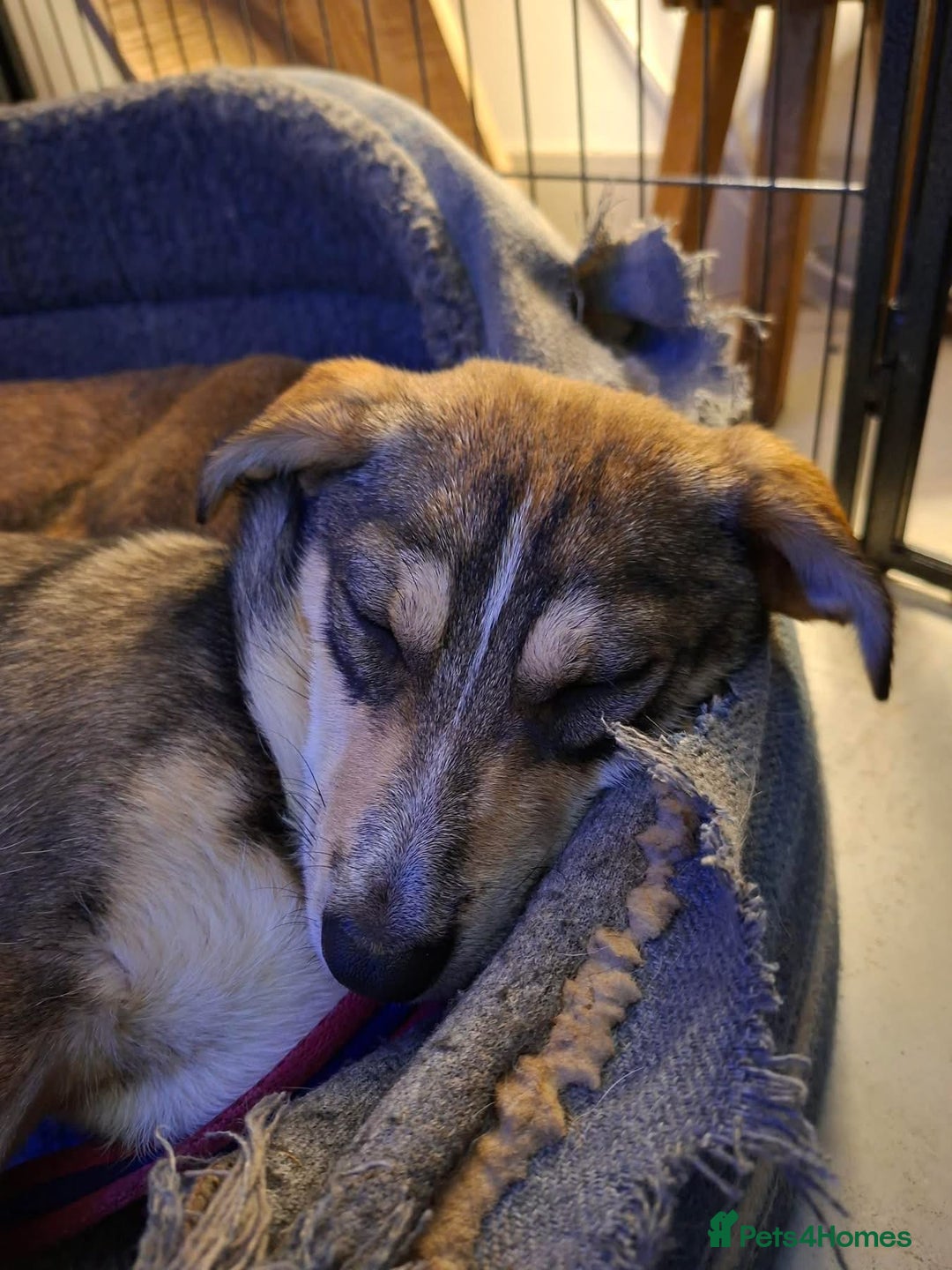 Mixed Breed dogs for adoption: Tallulah - North Walsham Norfolk  - Advert 3