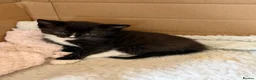 Ragdoll cats for sale: Ragdoll x in Nottingham - Advert 4