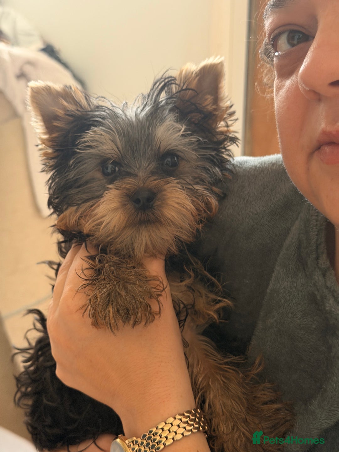 Yorkshire Terrier dogs for sale: Yorkshire terrier puppy - Advert 6