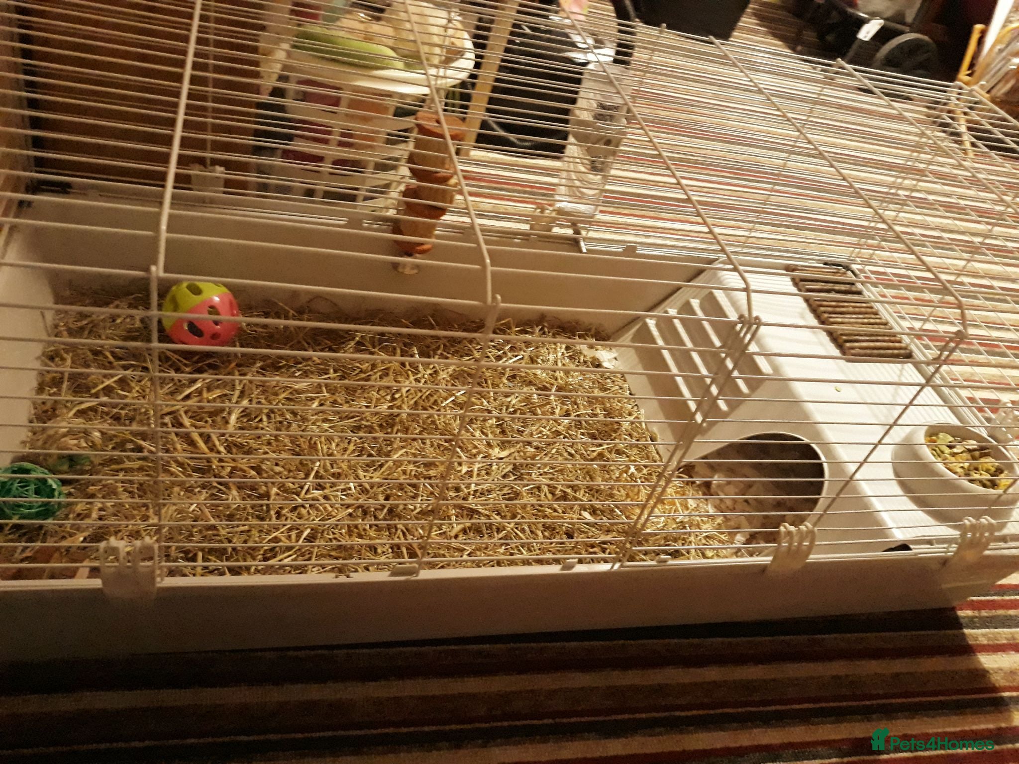 Guinea Pig rodents Mrs laura Allwood Advertise pet  - Advert 1