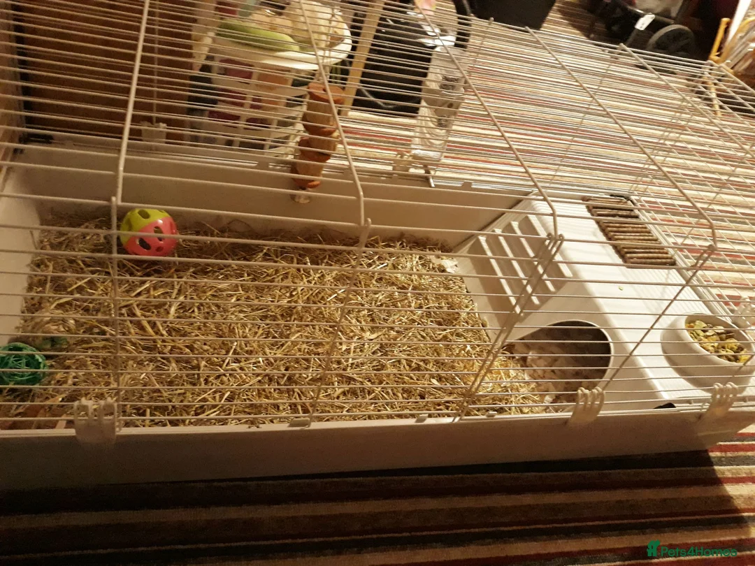 Guinea Pig rodents for sale: Mrs laura Allwood Advertise pet  - Advert 1