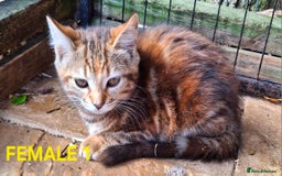 Mixed Breed cats for sale: Maine Coon X Kittens  in Coventry - Image 16