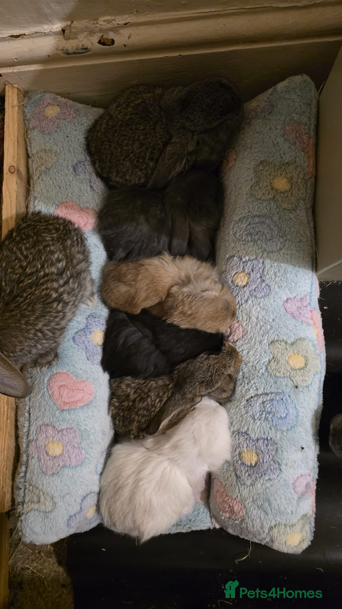 French Lop rabbits Giant French Lop - Advert 1