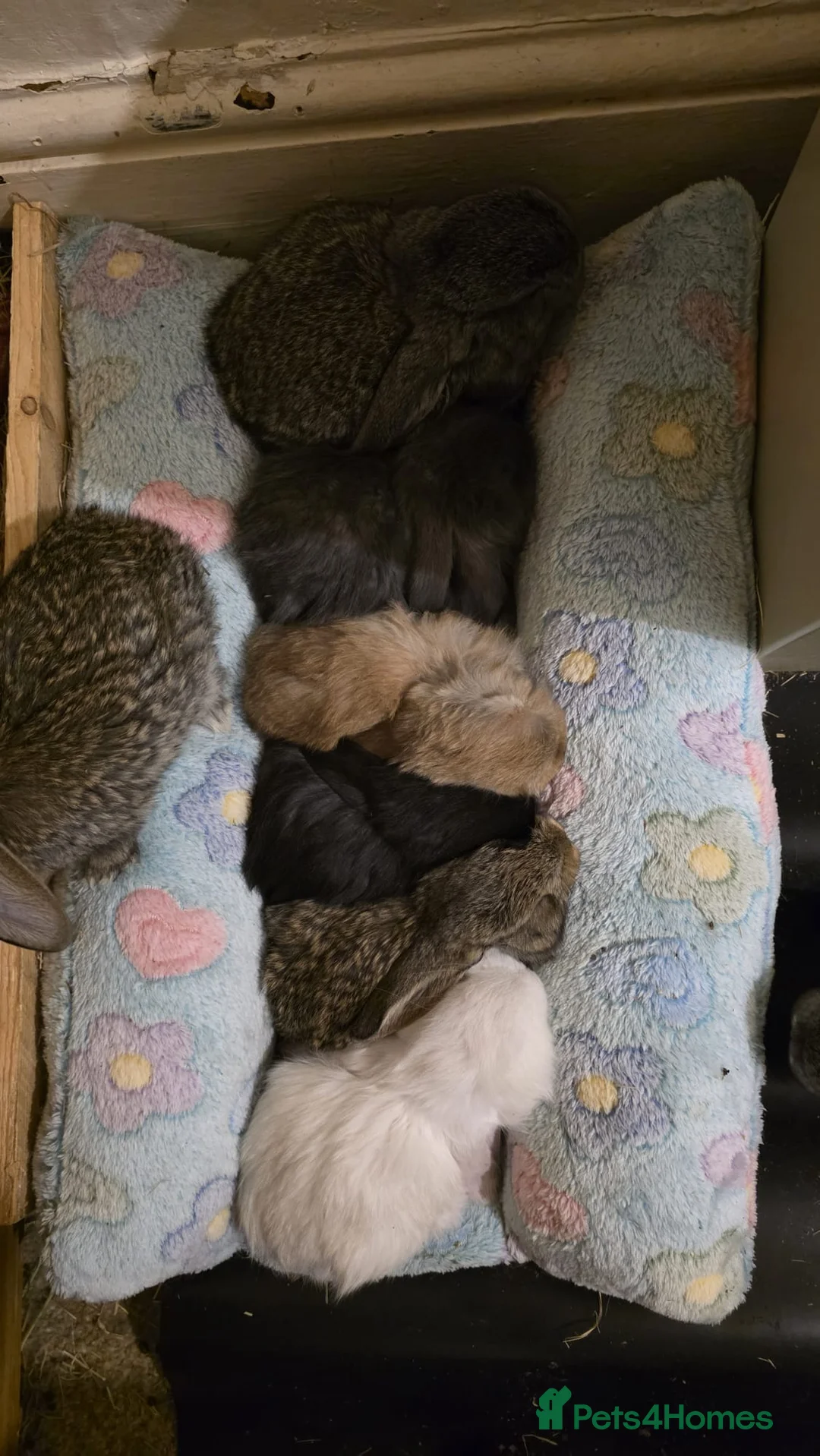 French Lop rabbits for sale: Giant French Lop in Crewkerne - Advert 1