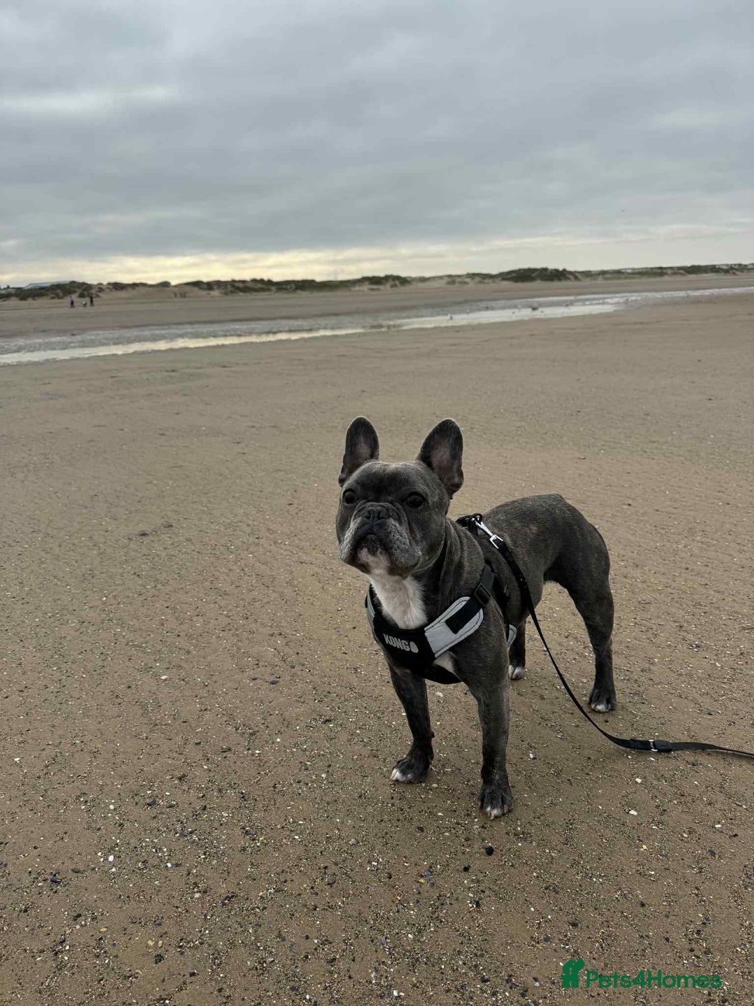 French Bulldog dogs for sale: Gorgeous French bulldog  - Image 1