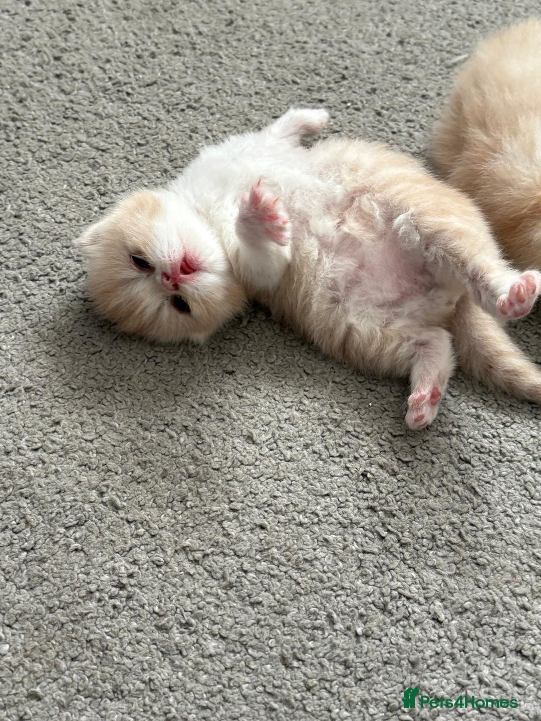Persian cats for sale: Persian kittens  - Image 2