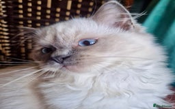 Ragdoll cats for sale: A Unique Ragdoll Kitten Waiting for a Loving home  - Image 9