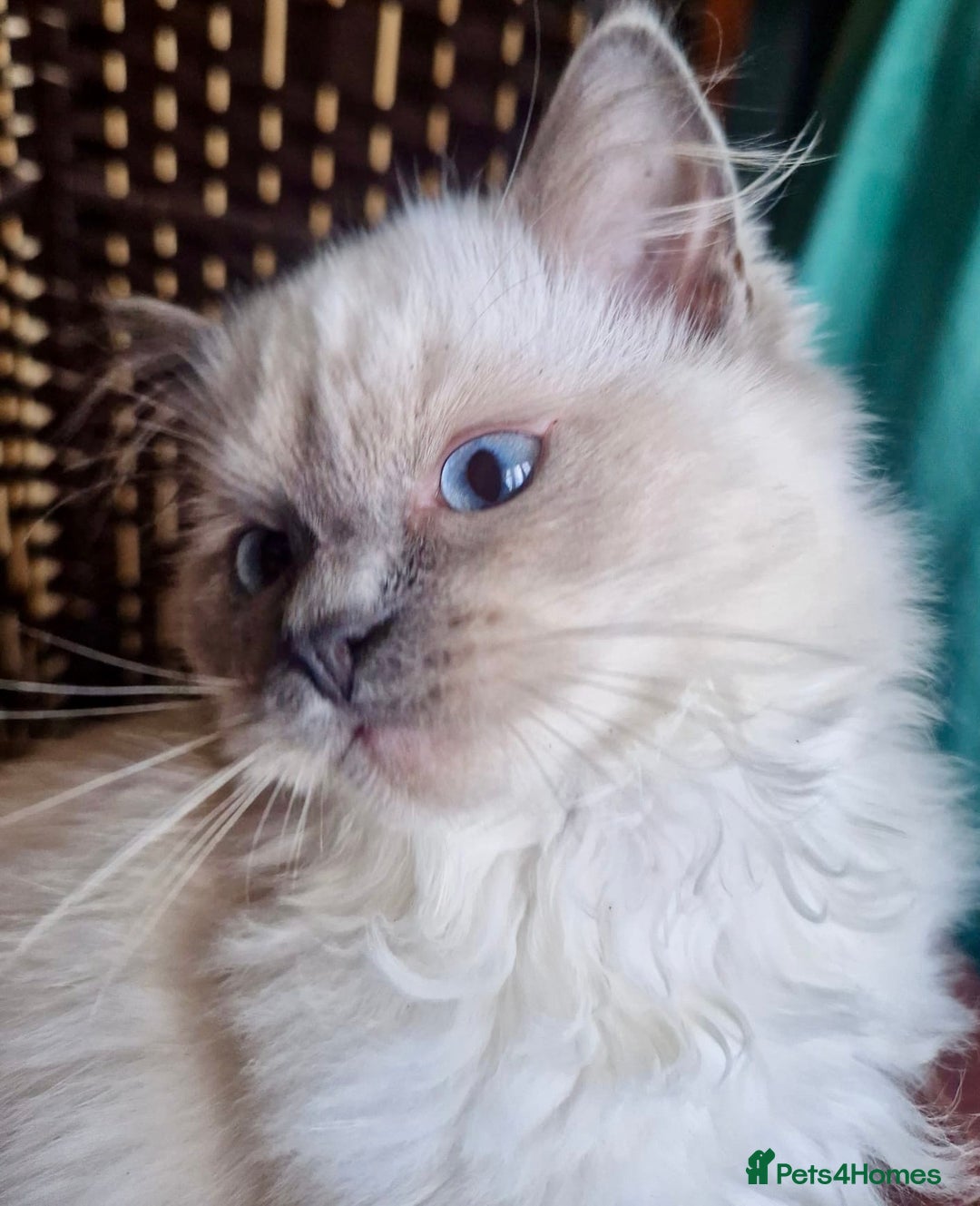 Ragdoll cats for sale: A Unique Ragdoll Kitten Waiting for a Loving home  - Image 9