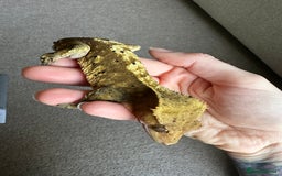 Gecko reptiles for sale: Crested gecko and full bioactive exo terra  - Image 6
