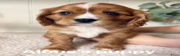 Cavalier King Charles Spaniel dogs for stud: KC Reg Health Tested Proven Cavalier King Charles - Advert 14