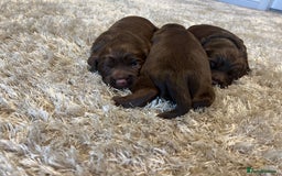 Sprocker dogs for sale: 3 Gorgeous brown sprokers boy puppies  - Image 12