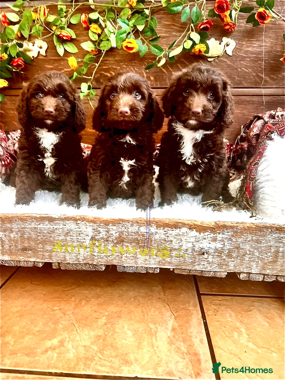 Sproodle dogs for sale: Chocolate Sproodle Puppies rare Merle  - Advert 13