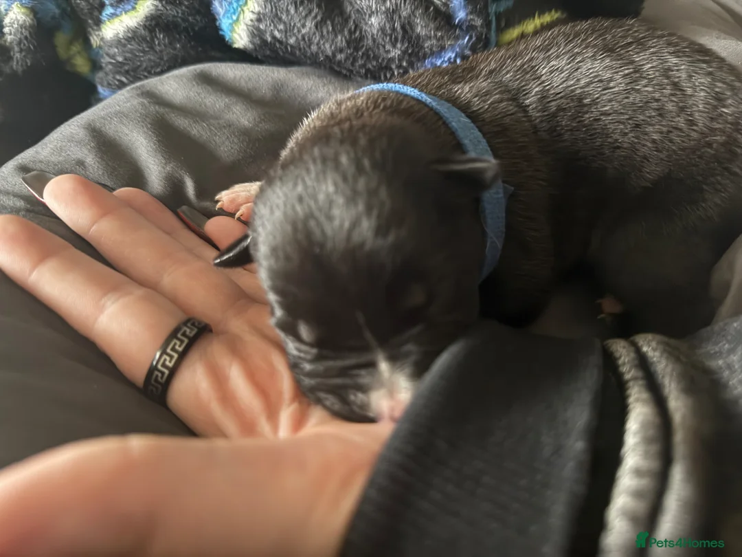 Mixed Breed dogs for sale: Border collie x staffie x German sheppard pups - Advert 2