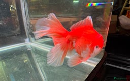 Fancy Goldfish fish for sale: Thai pleated goldfish - Image 28