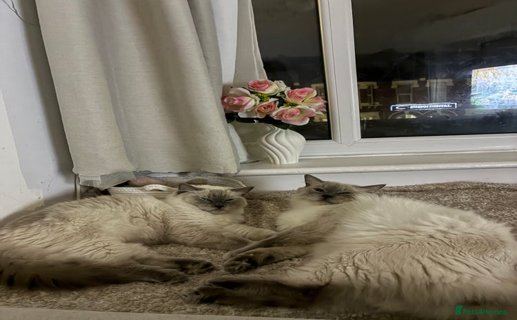 Ragdoll cats - Advert 14