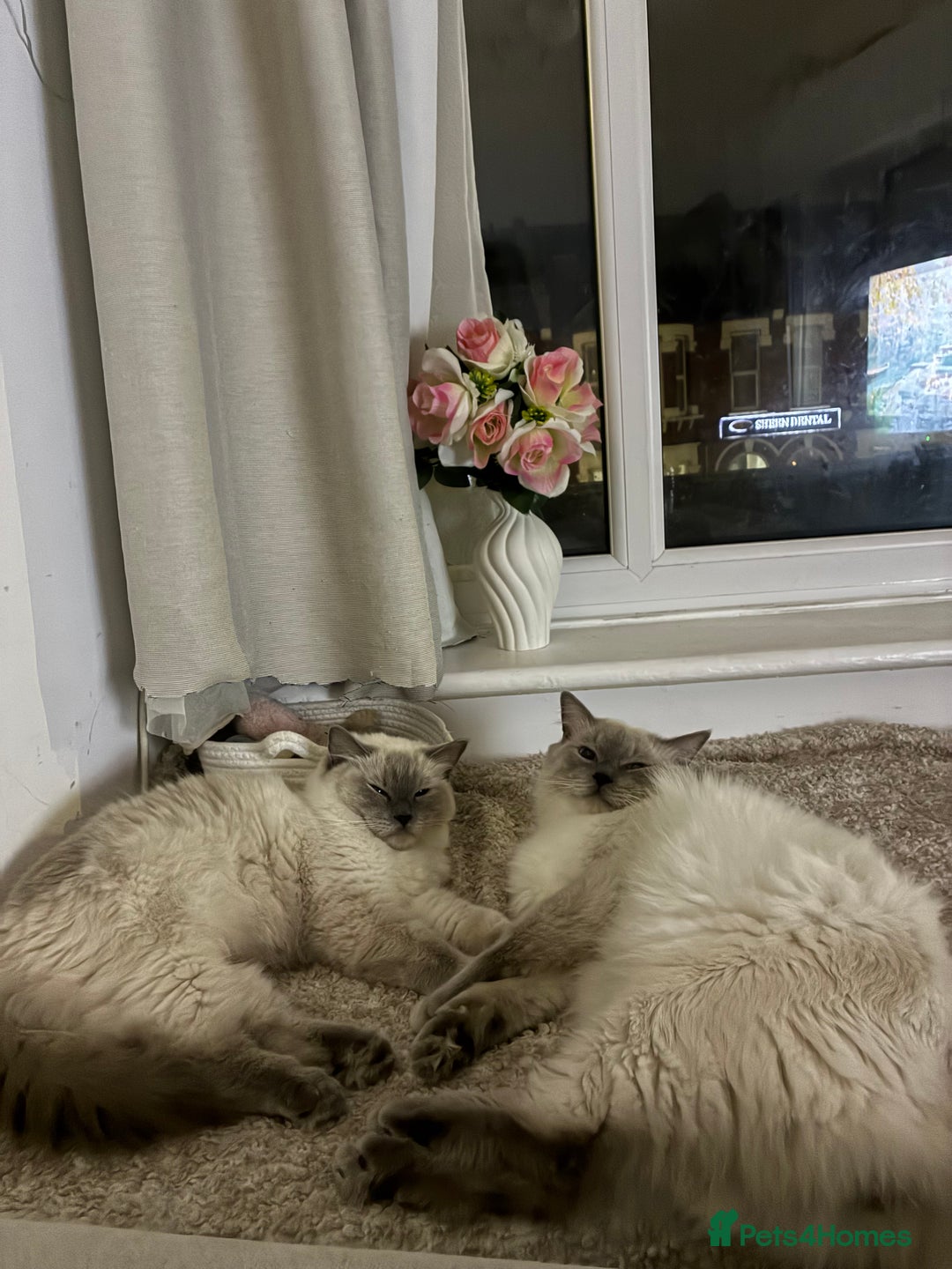 Ragdoll cats for sale: 🐾 5 Beautiful Ragdoll Kittens - Parents GCCF 🐾 - Image 3