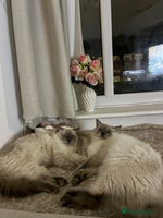 Ragdoll cats 🐾 5 Beautiful Ragdoll Kittens - Parents GCCF 🐾 - Advert 3