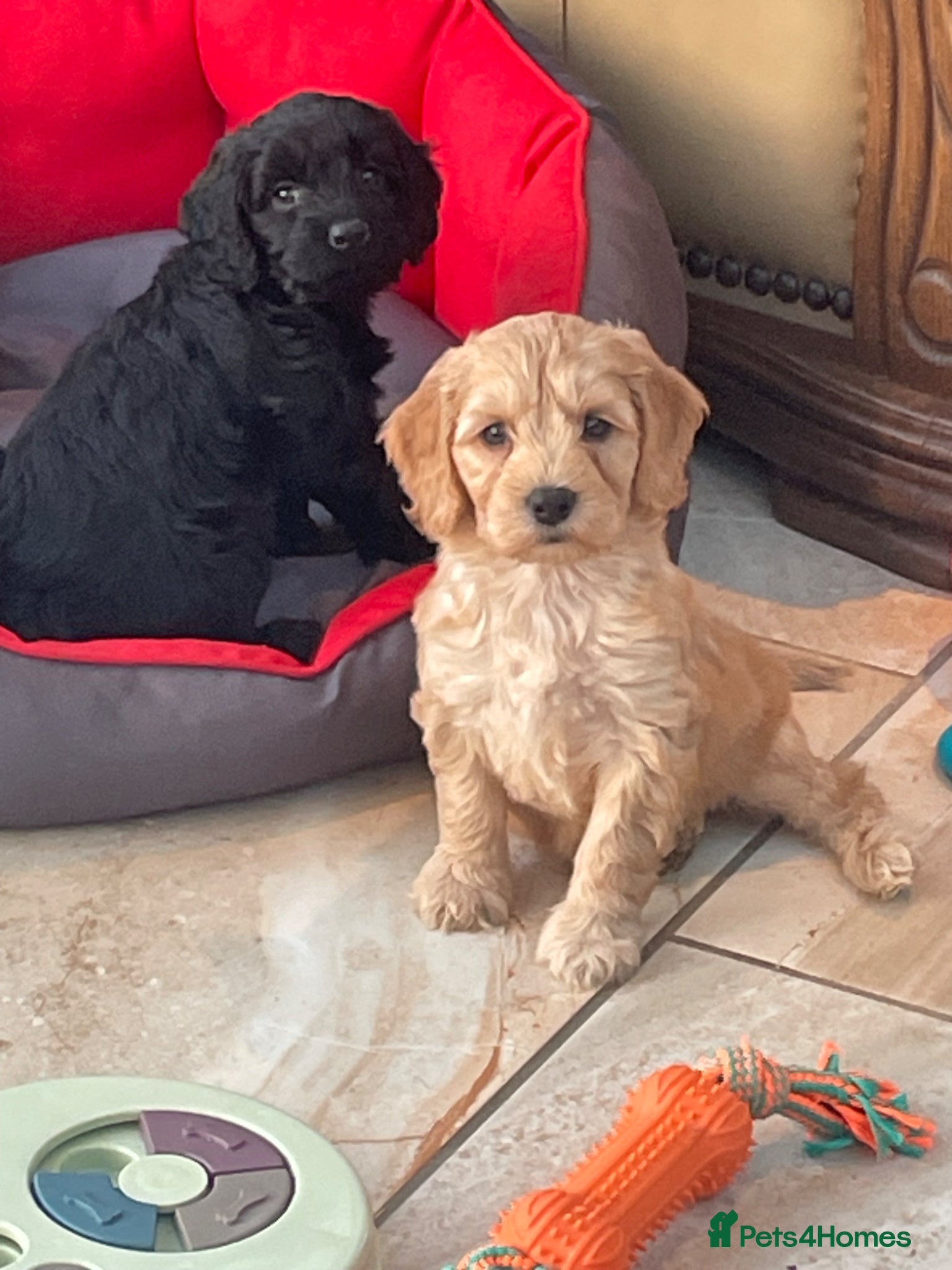 Cockapoo dogs F1 Cockapoo  - Advert 5