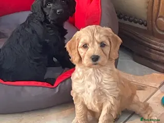 Cockapoo dogs F1 Cockapoo - Advert 5