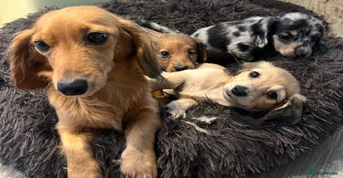 Miniature Dachshund dogs - Advert 15