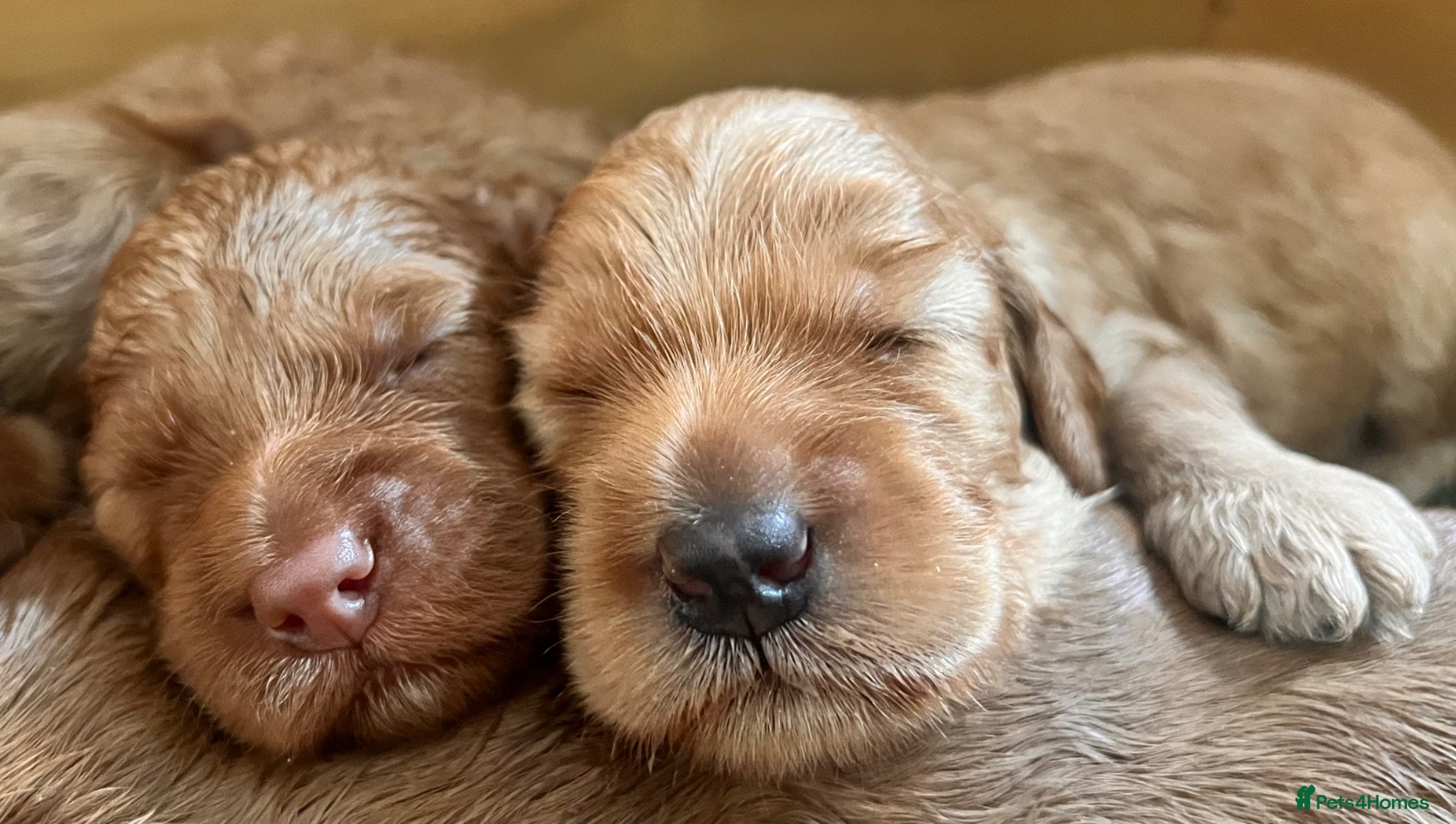 Australian Labradoodle dogs Tiny Tails,Big♥️Australian labradoodle - Advert 1