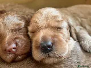 Australian Labradoodle dogs Tiny Tails,Big♥️Australian labradoodle - Advert 1