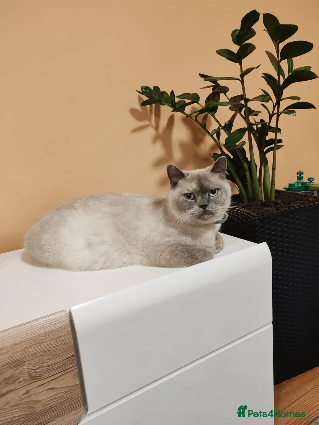 Scottish Fold cats for sale: Adorable Scottish Fold kittens - Advert 2