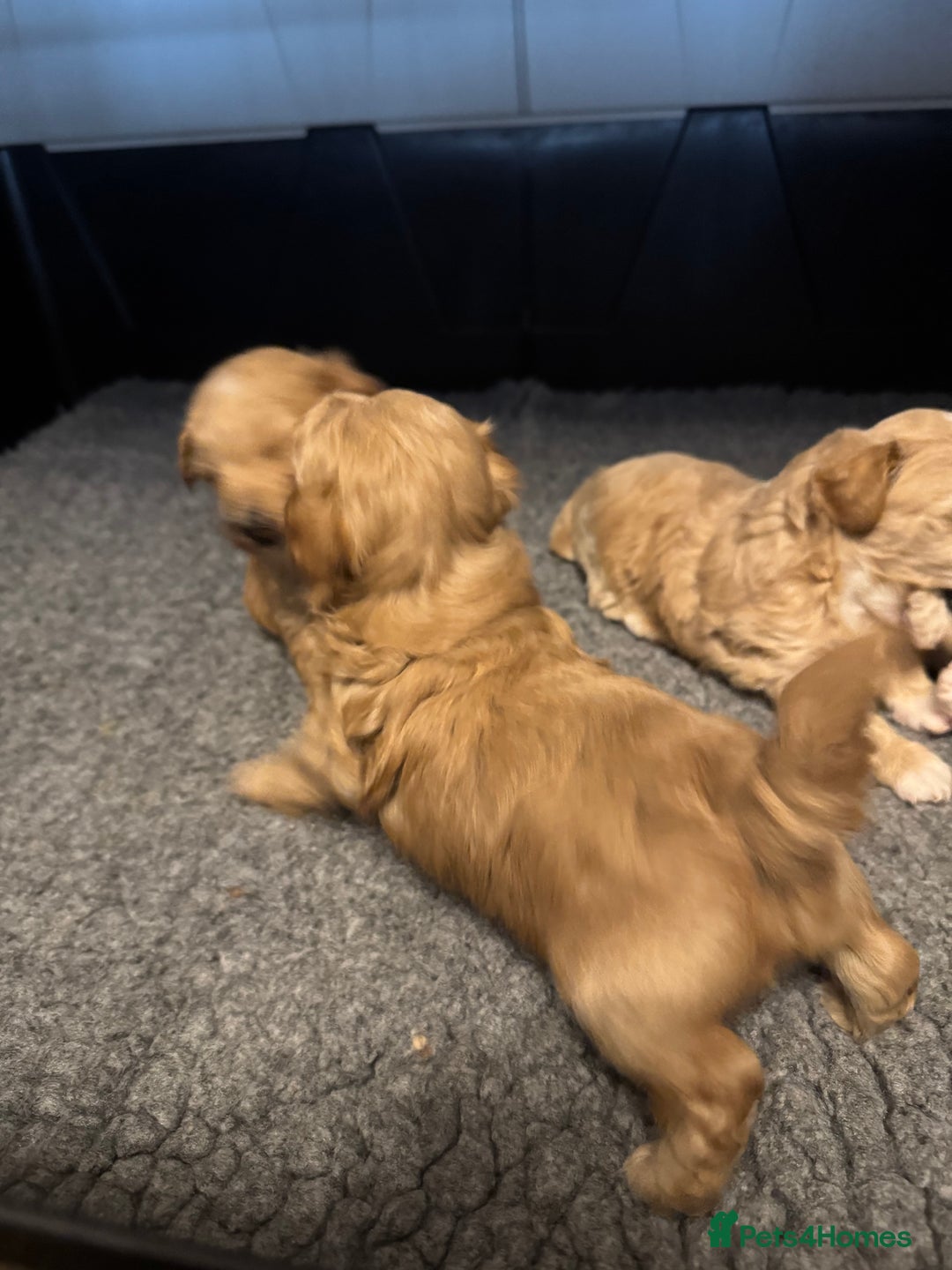 Maltipoo dogs for sale: Teddy bear maltipoo puppies  - Image 6