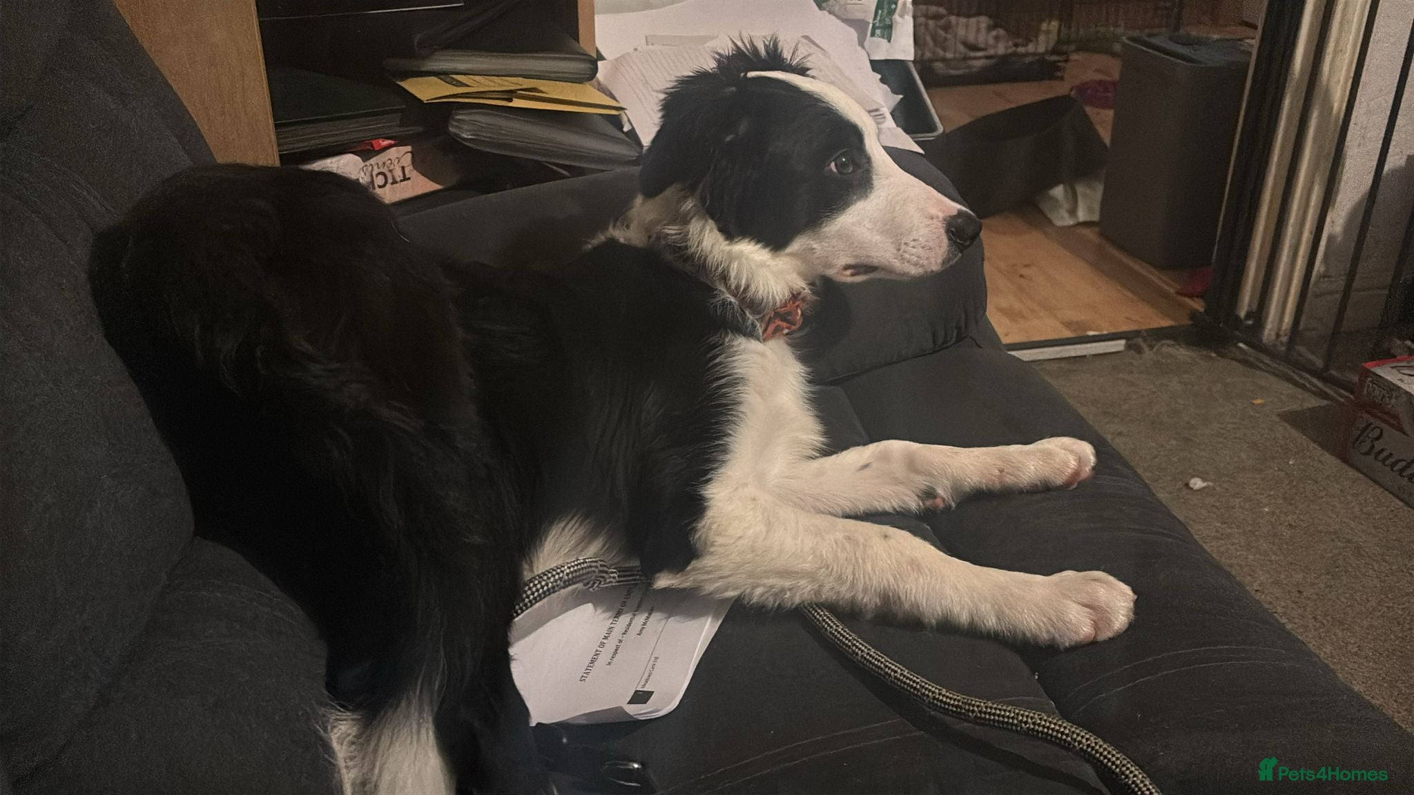 Border Collie dogs 5 month old border collie - Advert 1