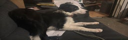 Border Collie dogs for adoption: 5 month old border collie - Advert 1
