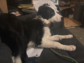 Border Collie dogs 5 month old border collie - Advert 1