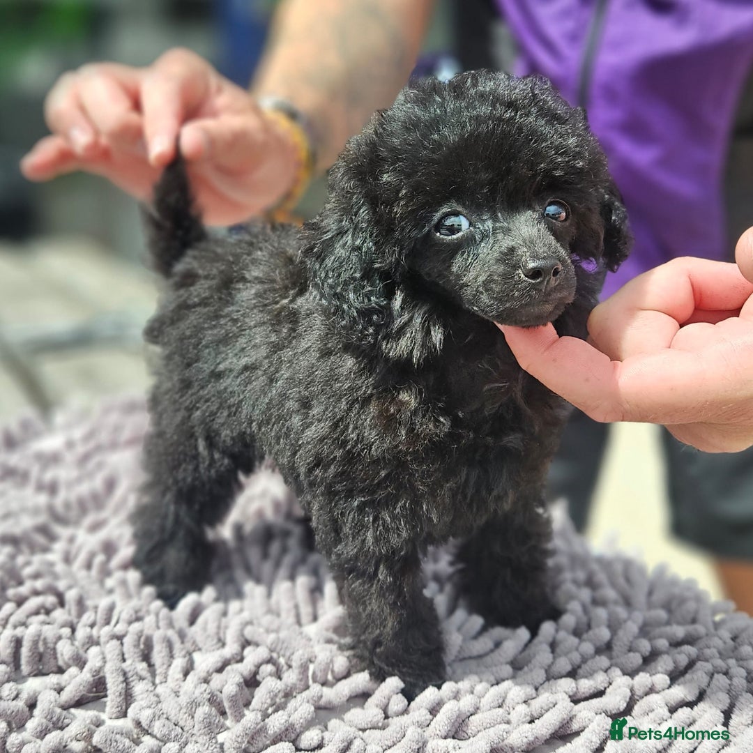 Toy Poodle dogs for sale: Toy poodle - Image 2
