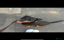 Rottweiler dogs for sale: Loki, Male 8 month rottweiler - Image 6