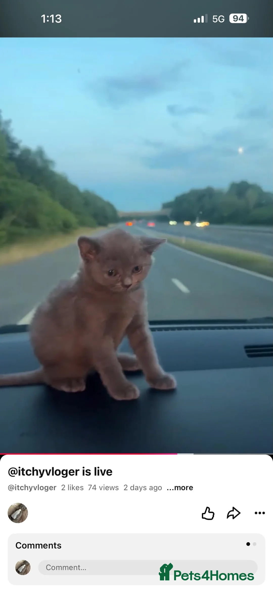 British Shorthair cats for sale: Pure British Shorthairs from 5 bloodline  - Advert 2
