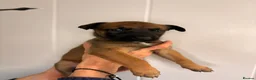 Belgian Shepherd Dog dogs for sale: Belgian Malinois Puppies – £1200 – Reigate, Surrey - Advert 18