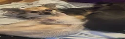 Chihuahua dogs for stud: Proven Chihuahua Stud - Advert 5