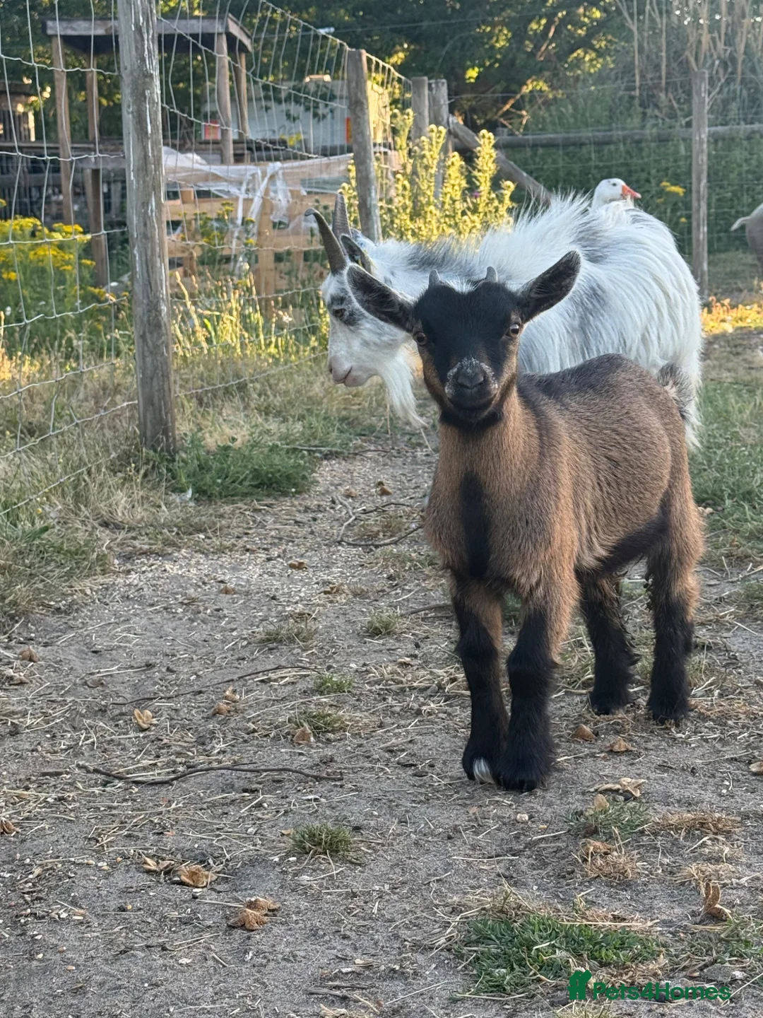 Goats livestock for sale: Pygmy goats- Nannie’s and kids  - Advert 3