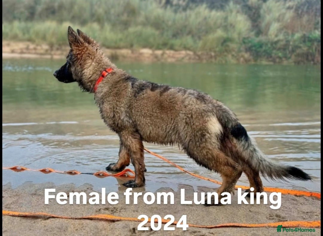 German Shepherd dogs for sale: KC registered 5 generation long coated GSD puppies - Image 1