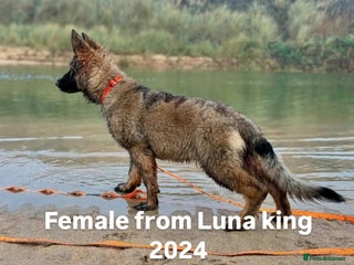 German Shepherd dogs - Advert 4