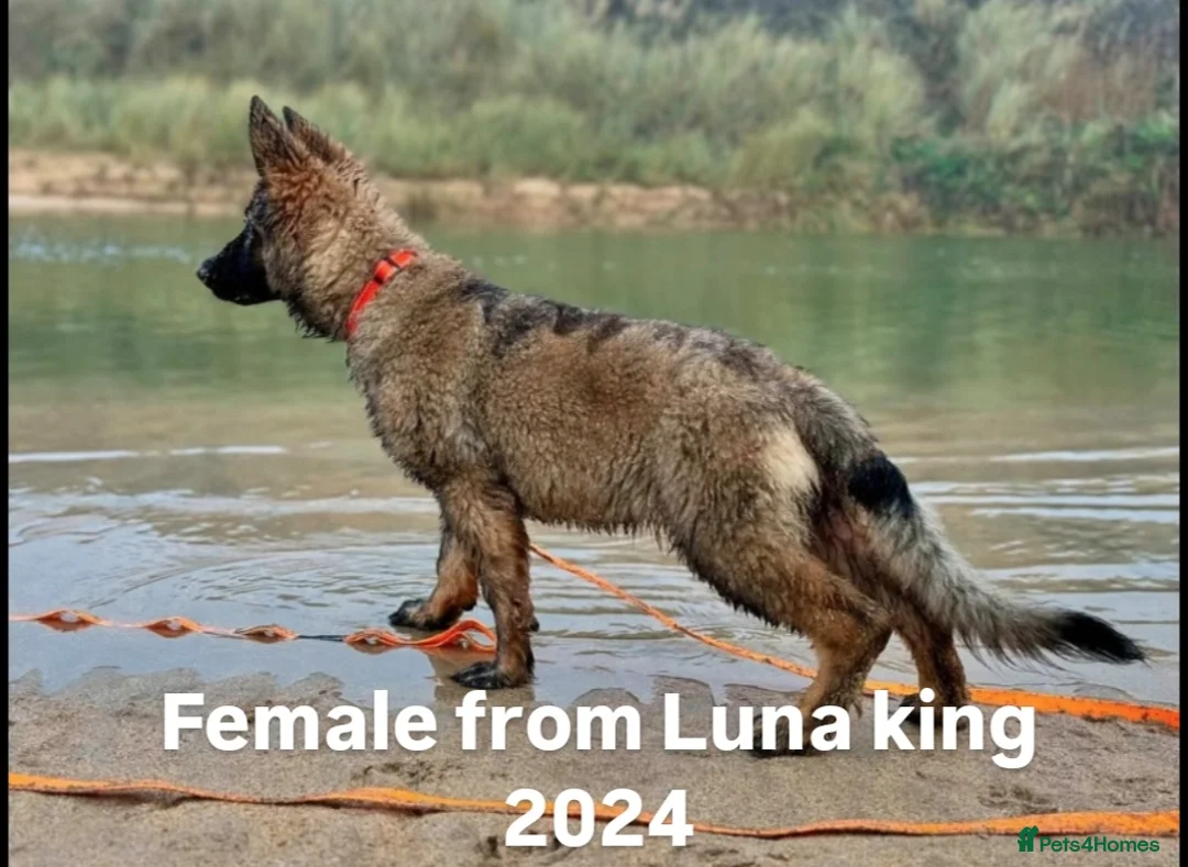 German Shepherd dogs for sale: KC registered 5 generation long coated GSD puppies - Advert 15