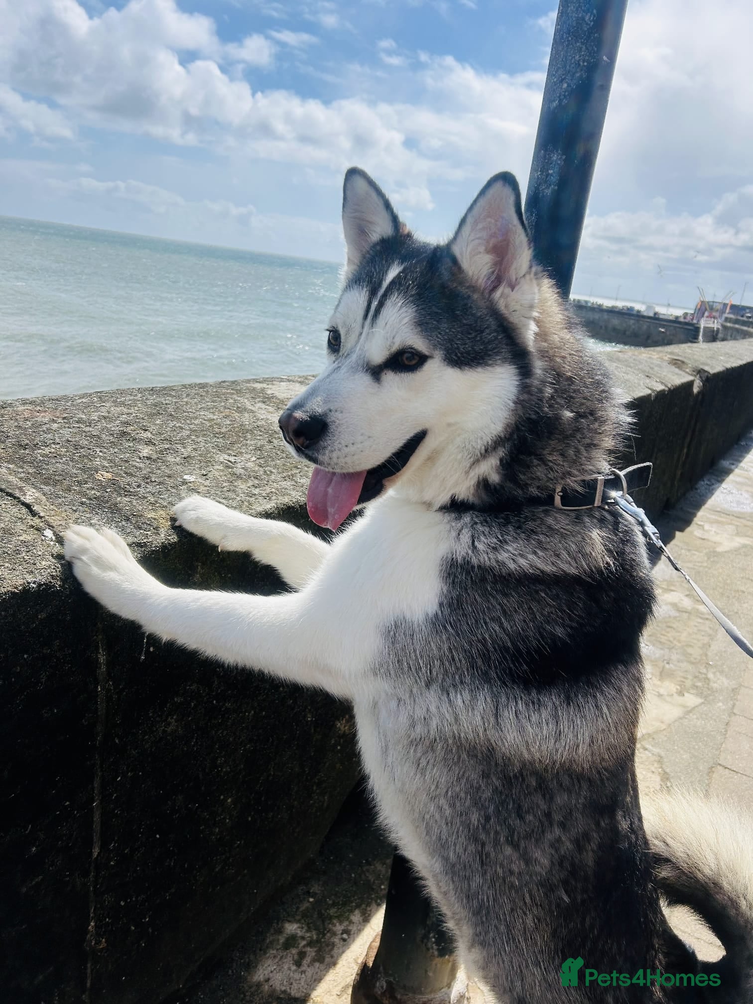 Siberian Husky dogs for adoption: Sunning 🐺 BILLY 🐺 - For An Experienced Home ❤️ - Advert 1