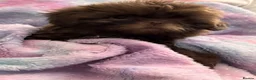 Shih Tzu dogs for sale: 2 Shih Tzu girl puppy’s  - Advert 4