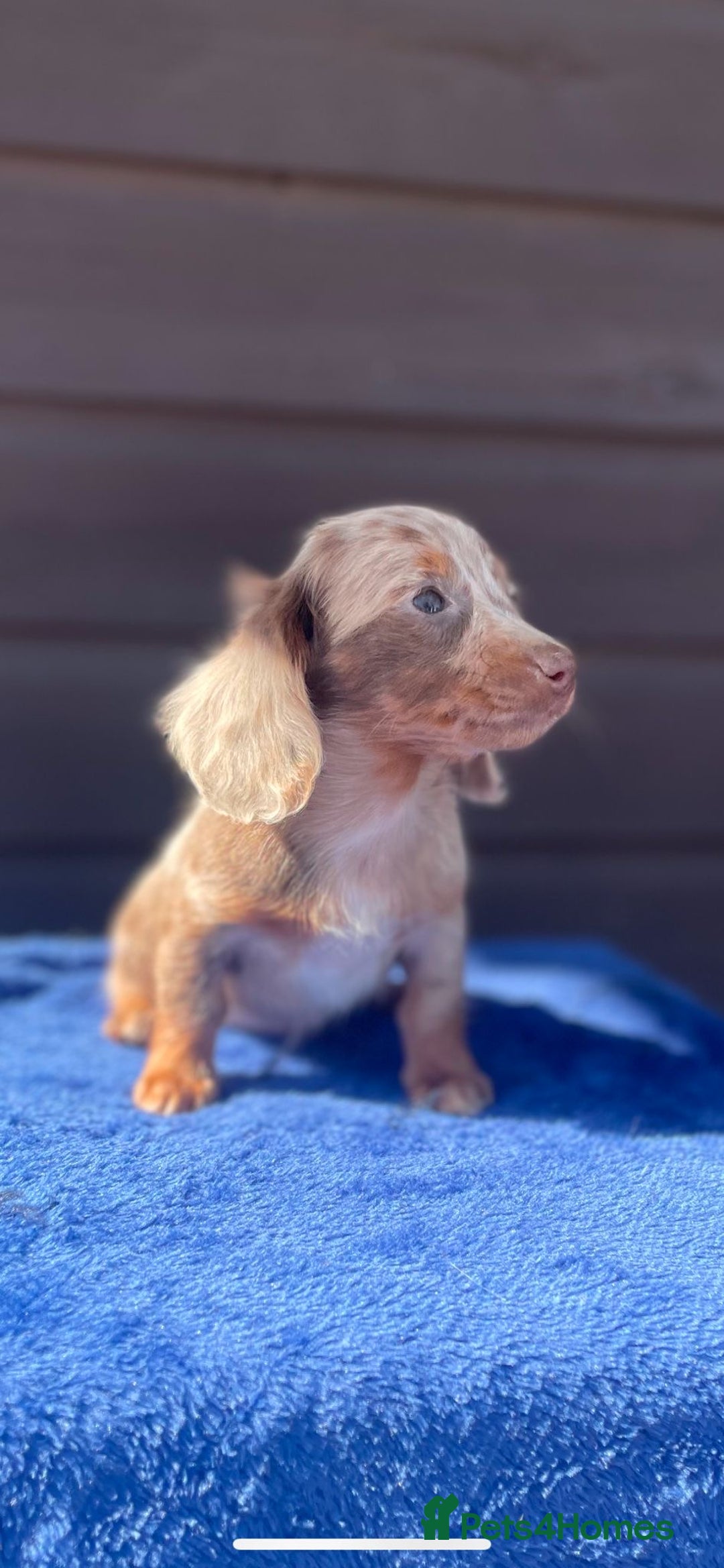 Miniature Dachshund dogs for sale: Long haired miniature Dashshund puppies  - Image 36
