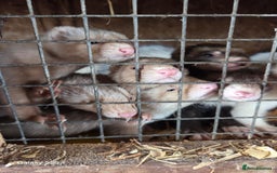 Ferret rodents for sale: 9 Ferrets for sale - Image 9