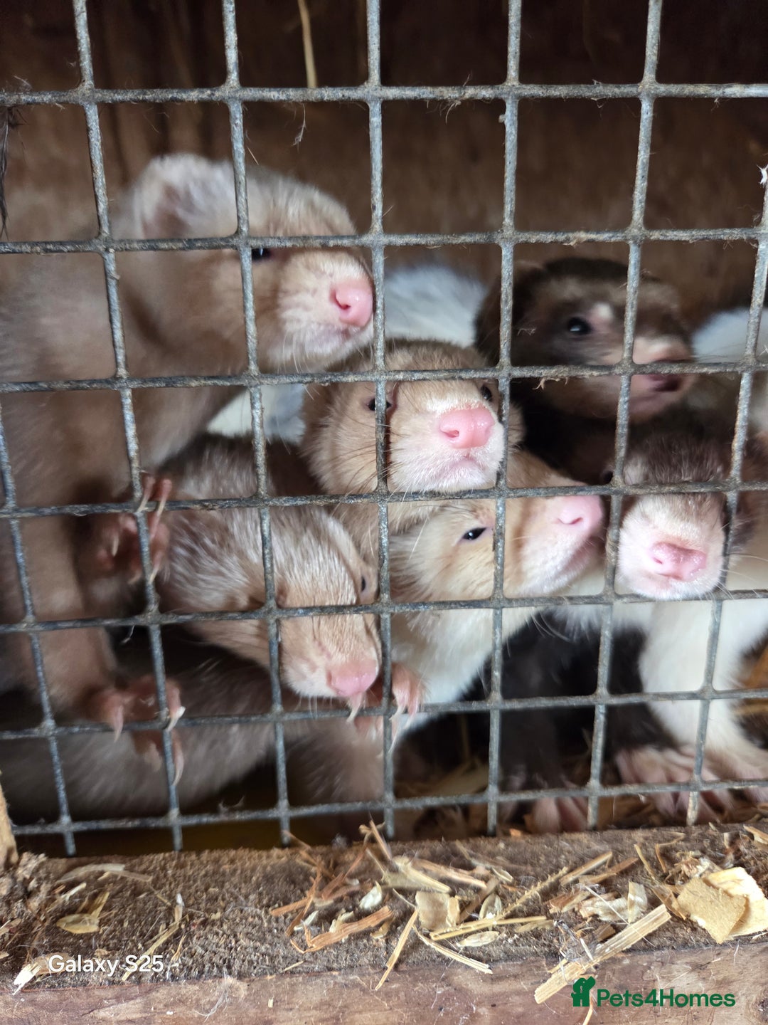 Ferret rodents for sale: 9 Ferrets for sale - Image 9