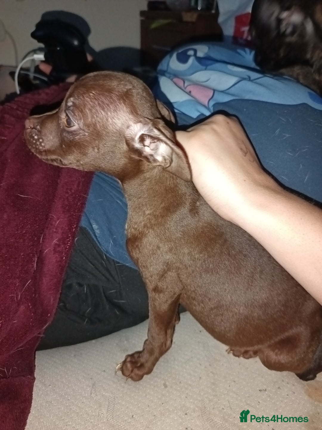 Mixed Breed dogs for sale: Staffy cross - Image 2