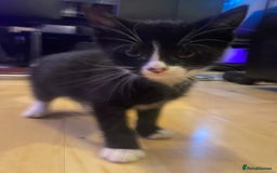 Mixed Breed cats for sale: Kittens Ready for new homes - Image 3