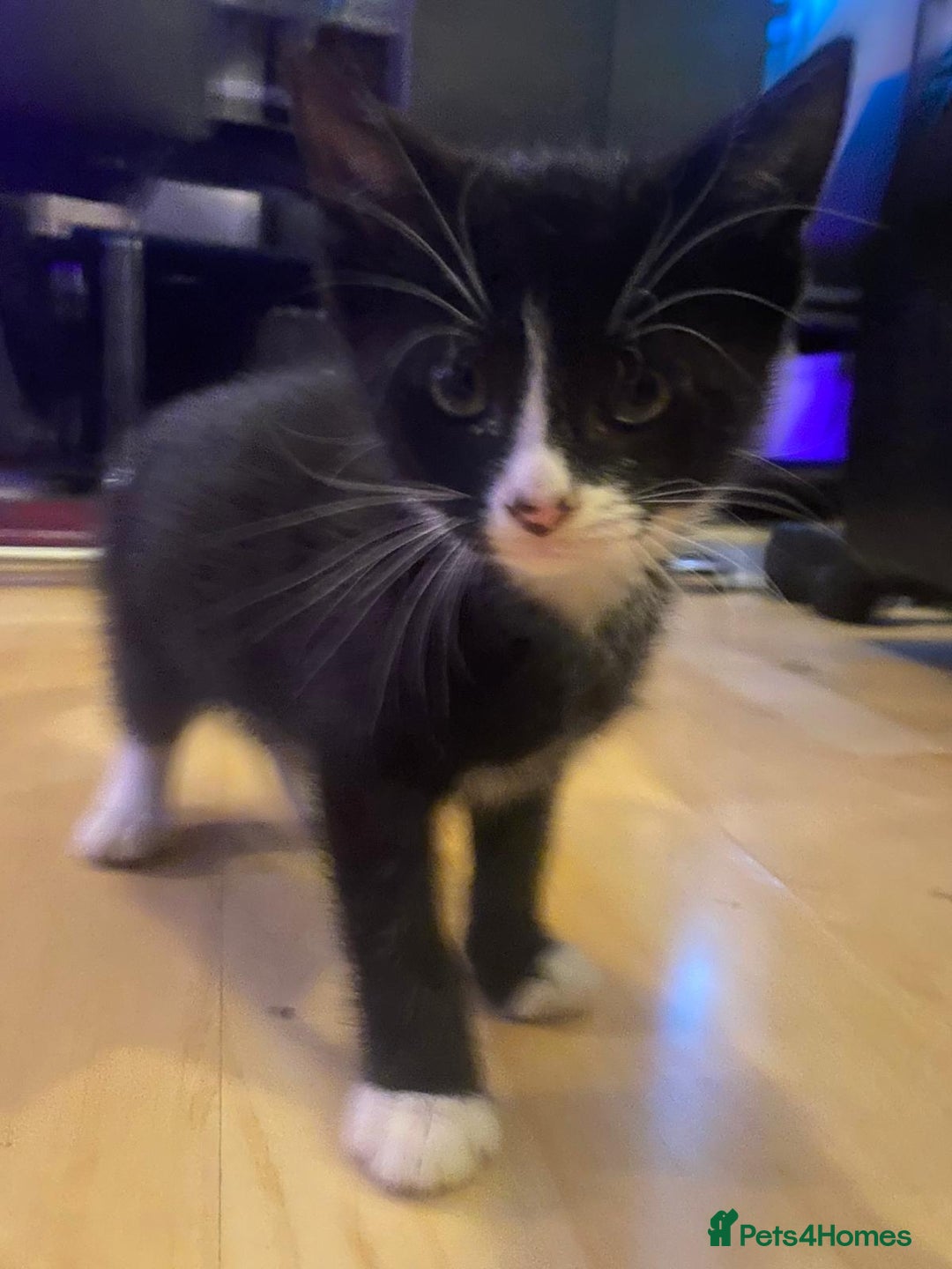Mixed Breed cats for sale: Kittens Ready for new homes - Image 3