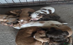 Cockapoo dogs for sale: Cockerpoo puppies F1 stunning colours - Image 24