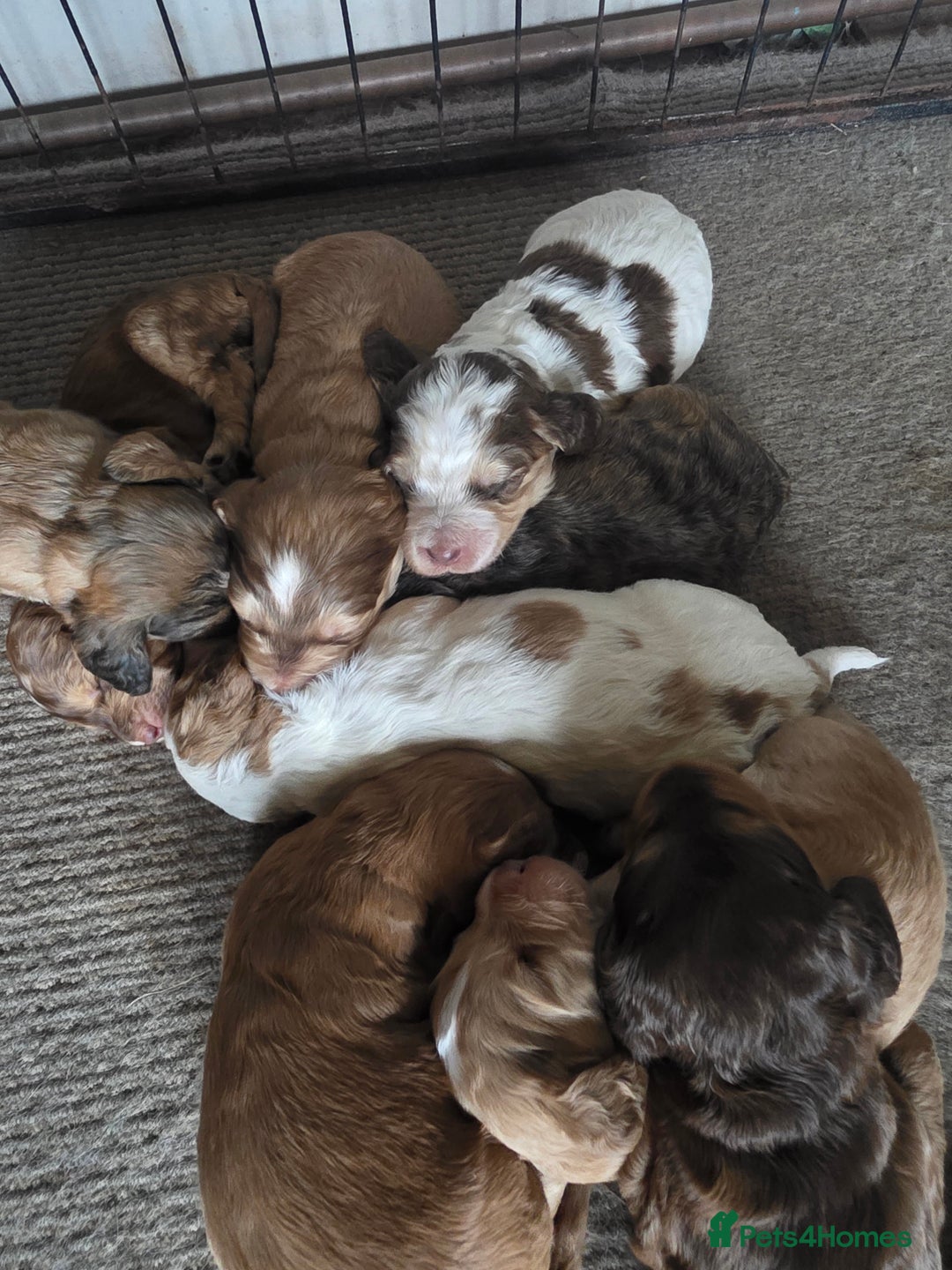 Cockapoo dogs for sale: Cockerpoo puppies F1 stunning colours - Image 24